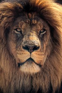 Preview wallpaper lion, muzzle, predator, mane