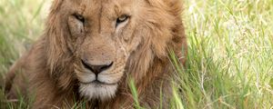 Preview wallpaper lion, muzzle, predator, glance, big cat, grass