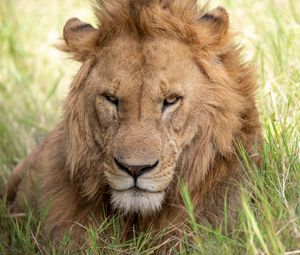 Preview wallpaper lion, muzzle, predator, glance, big cat, grass