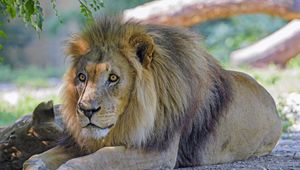Preview wallpaper lion, muzzle, predator, glance, big cat, branches