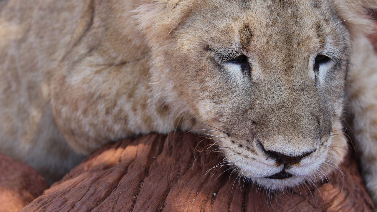 Wallpaper lion, muzzle, sleep, predator, big cat