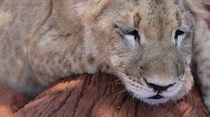 Preview wallpaper lion, muzzle, sleep, predator, big cat