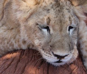 Preview wallpaper lion, muzzle, sleep, predator, big cat