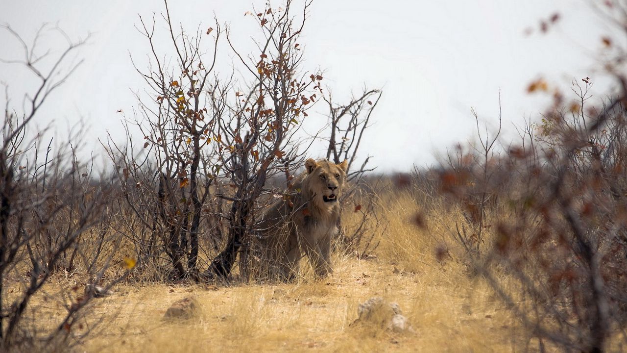 Wallpaper lion, nature, africa