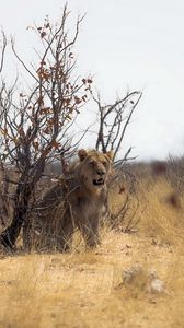 Preview wallpaper lion, nature, africa