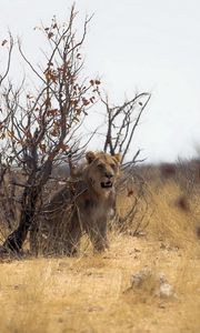 Preview wallpaper lion, nature, africa