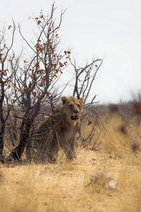 Preview wallpaper lion, nature, africa