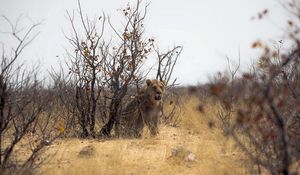 Preview wallpaper lion, nature, africa