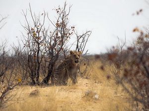 Preview wallpaper lion, nature, africa