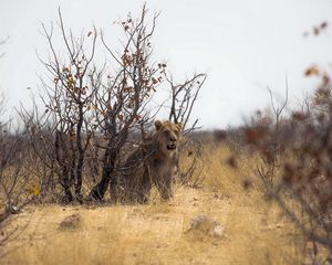 Preview wallpaper lion, nature, africa