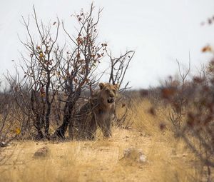 Preview wallpaper lion, nature, africa