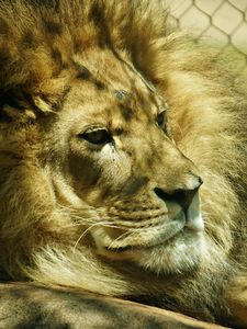 Preview wallpaper lion, net, mane