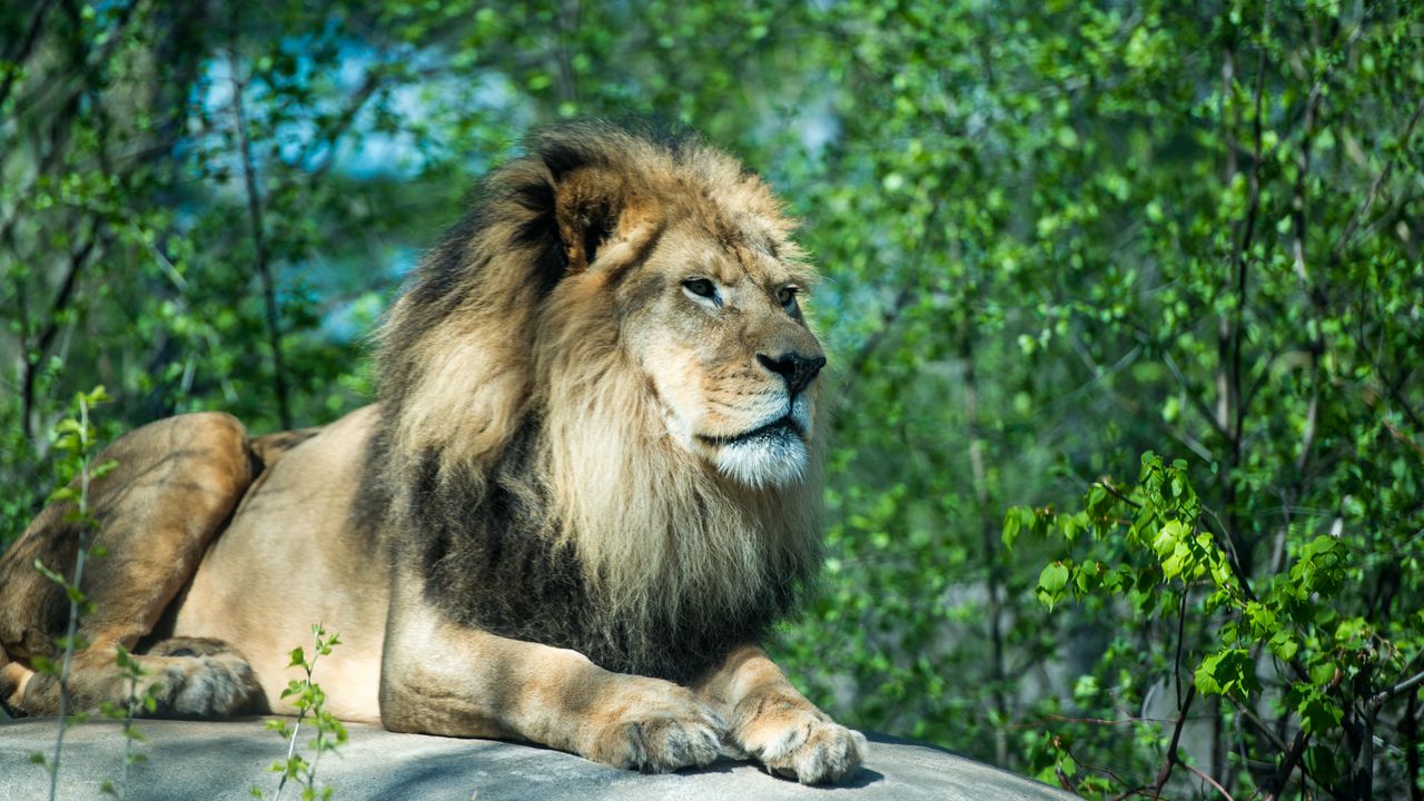 Wallpaper lion, paws, stone, predator, wildlife