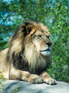 Preview wallpaper lion, paws, stone, predator, wildlife