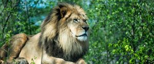 Preview wallpaper lion, paws, stone, predator, wildlife