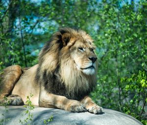 Preview wallpaper lion, paws, stone, predator, wildlife