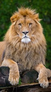 Preview wallpaper lion, pose, paws, predator, big cat