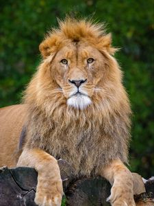 Preview wallpaper lion, pose, paws, predator, big cat