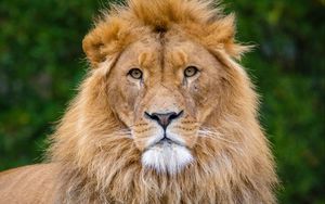 Preview wallpaper lion, pose, paws, predator, big cat