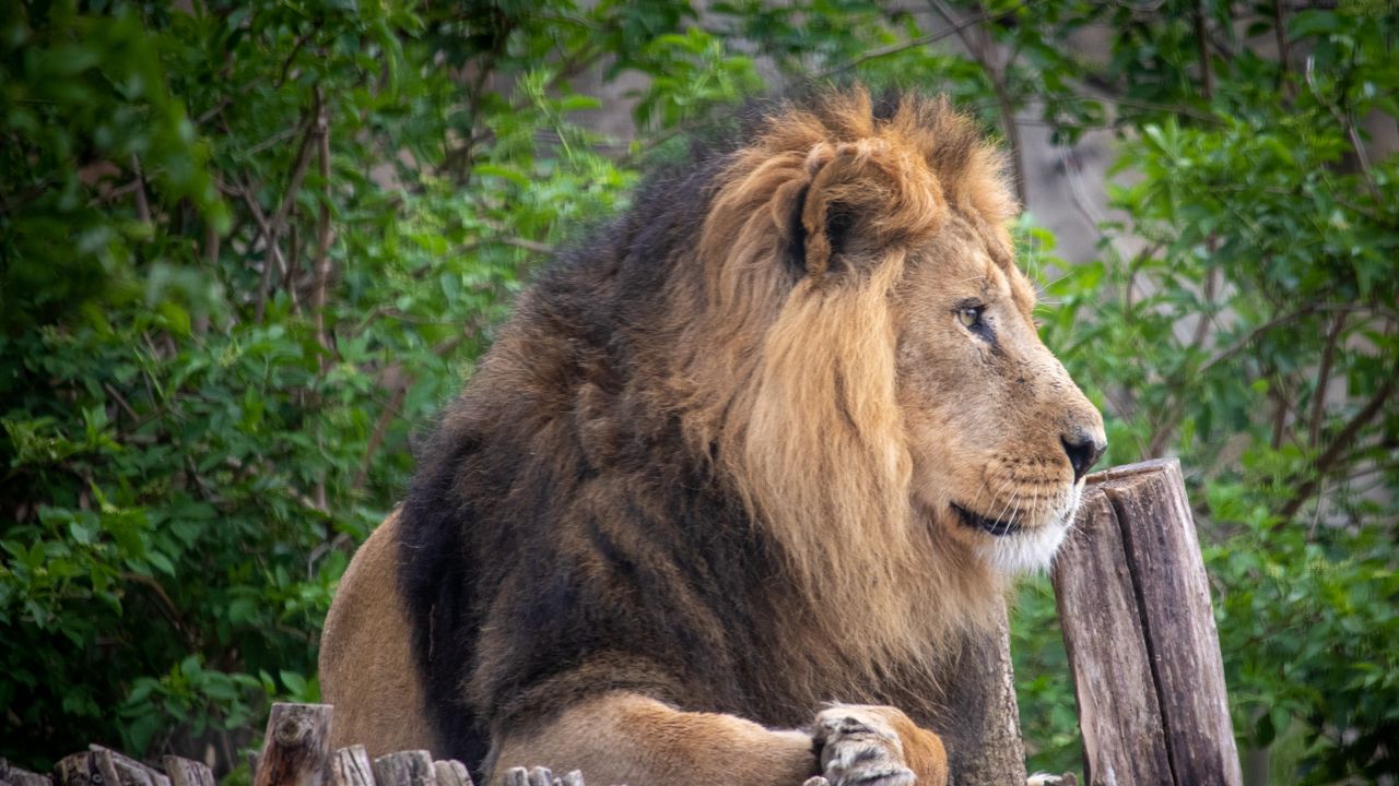 Wallpaper lion, pose, paws, big cat, predator