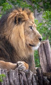 Preview wallpaper lion, pose, paws, big cat, predator