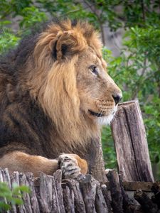 Preview wallpaper lion, pose, paws, big cat, predator
