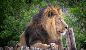 Preview wallpaper lion, pose, paws, big cat, predator