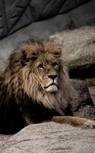 Preview wallpaper lion, pose, predator, big cat, stone