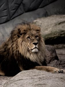 Preview wallpaper lion, pose, predator, big cat, stone