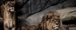 Preview wallpaper lion, pose, predator, big cat, stone