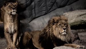 Preview wallpaper lion, pose, predator, big cat, stone
