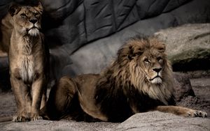 Preview wallpaper lion, pose, predator, big cat, stone