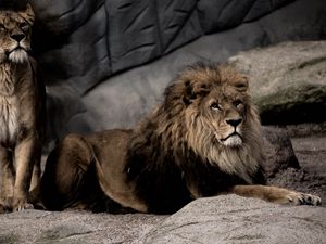 Preview wallpaper lion, pose, predator, big cat, stone