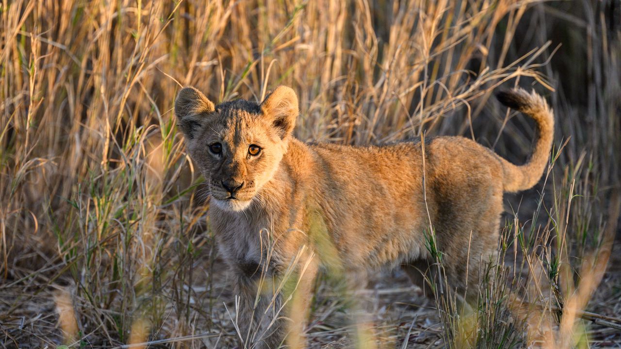 Wallpaper lion, predator, animal, glance, grass