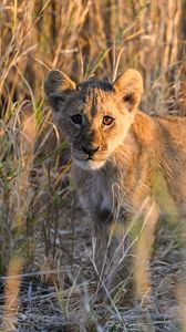 Preview wallpaper lion, predator, animal, glance, grass