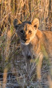 Preview wallpaper lion, predator, animal, glance, grass