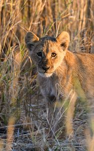 Preview wallpaper lion, predator, animal, glance, grass