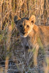 Preview wallpaper lion, predator, animal, glance, grass