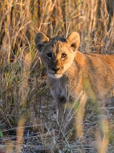 Preview wallpaper lion, predator, animal, glance, grass