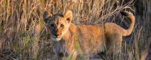 Preview wallpaper lion, predator, animal, glance, grass
