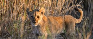 Preview wallpaper lion, predator, animal, glance, grass