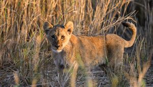 Preview wallpaper lion, predator, animal, glance, grass