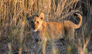 Preview wallpaper lion, predator, animal, glance, grass
