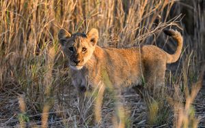 Preview wallpaper lion, predator, animal, glance, grass