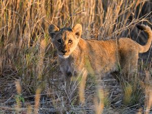 Preview wallpaper lion, predator, animal, glance, grass