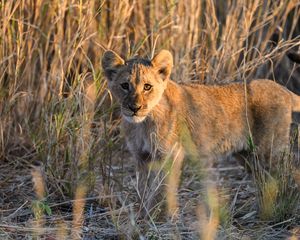 Preview wallpaper lion, predator, animal, glance, grass