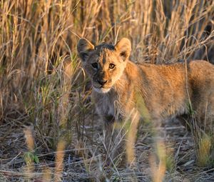 Preview wallpaper lion, predator, animal, glance, grass