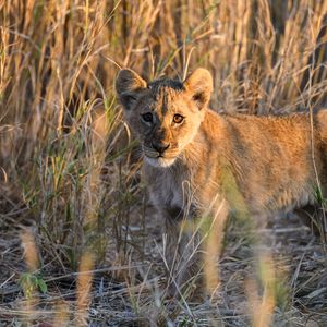 Preview wallpaper lion, predator, animal, glance, grass