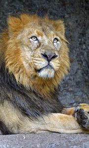 Preview wallpaper lion, predator, animal, king of beasts, wildlife