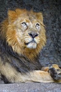 Preview wallpaper lion, predator, animal, king of beasts, wildlife